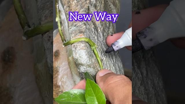 Making bonsai trees grow on rocks Making bonsai trees grow on rocks