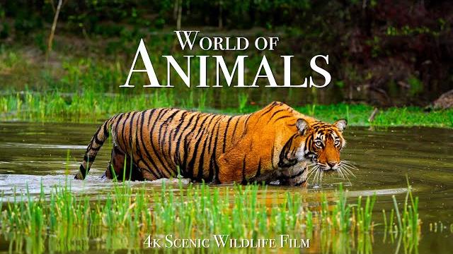 Animal world 4k - scenic wildlife film with calming music Animal world 4k - scenic wildlife film with calming music