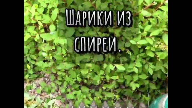 Шарики из спиреи литтл принцесс. как вам? Шарики из спиреи литтл принцесс. как вам?