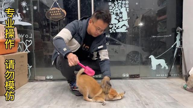 狗护食咬主人,简单粗暴更有效,一巴掌解决问题!驯狗/宠物训练;dog protects the food and bites the owner. pet training 狗护食咬主人,简单粗暴更有效,一巴掌解决问题!驯狗/宠物训练;dog protects the food and bites the owner. pet training