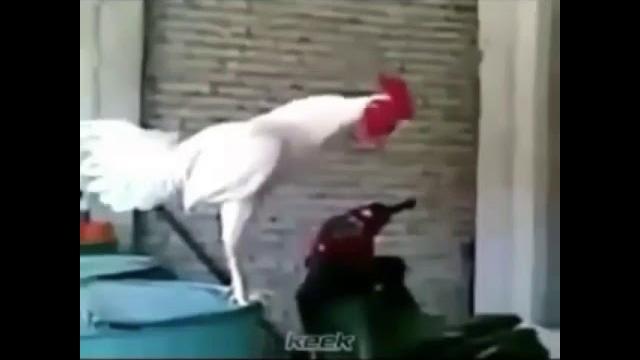 Аруси замонави Аруси замонави
