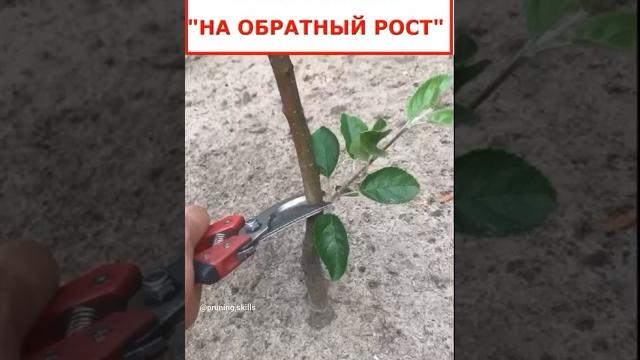 Обрезка на обратный рост - что это и для чего? Обрезка на обратный рост - что это и для чего?