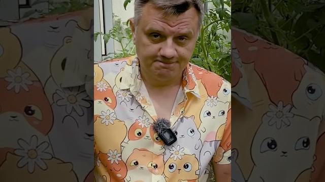 Скручиваются листья томатов Скручиваются листья томатов