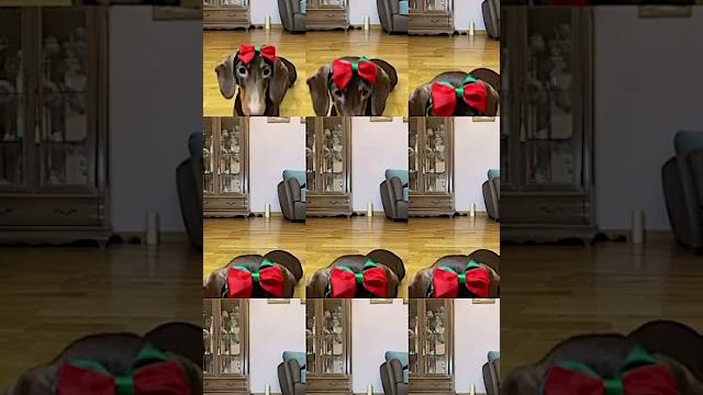 Сколько у нас на самом деле чапитосиков??? Сколько у нас на самом деле чапитосиков???