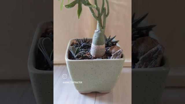 Bonsai :adenia venenata #youtubeshorts #shorts #bonsaitree #short #ytshorts_ #bonsai #caudex #viral Bonsai :adenia venenata #youtubeshorts #shorts #bonsaitree #short #ytshorts_ #bonsai #caudex #viral