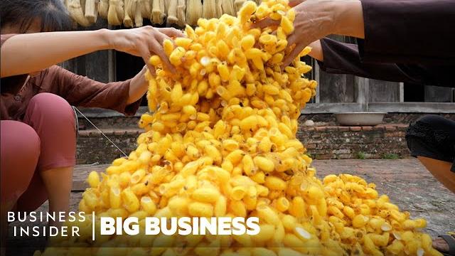 How mountains of worm cocoons are turned into expensive silk in vietnam | big business How mountains of worm cocoons are turned into expensive silk in vietnam | big business