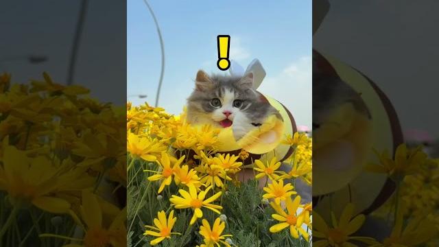 Fake little bee hits real little bee little cat's growth diary cute plan for everything the fun Fake little bee hits real little bee little cat's growth diary cute plan for everything the fun