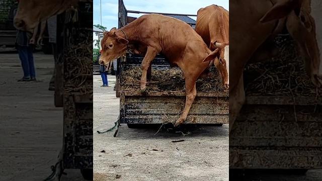 Sapi lucu kepleset, lembu jinak, pedet super #sapi #lembu #cow #sapilucu #sapijumbo Sapi lucu kepleset, lembu jinak, pedet super #sapi #lembu #cow #sapilucu #sapijumbo