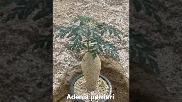 Adenia perrieri 아데니아 페리에리 Adenia perrieri 아데니아 페리에리