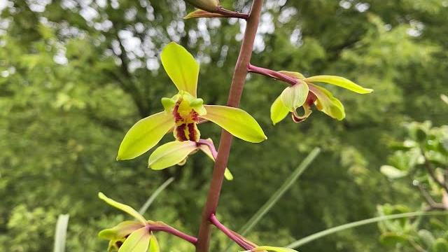 蕙兰“虞山梅”欣赏及梅瓣花详细介绍 cymbidium faberi yu shan mei 蕙兰“虞山梅”欣赏及梅瓣花详细介绍 cymbidium faberi yu shan mei