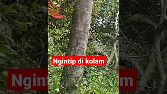 Ngintip orang mandi di kolam Ngintip orang mandi di kolam
