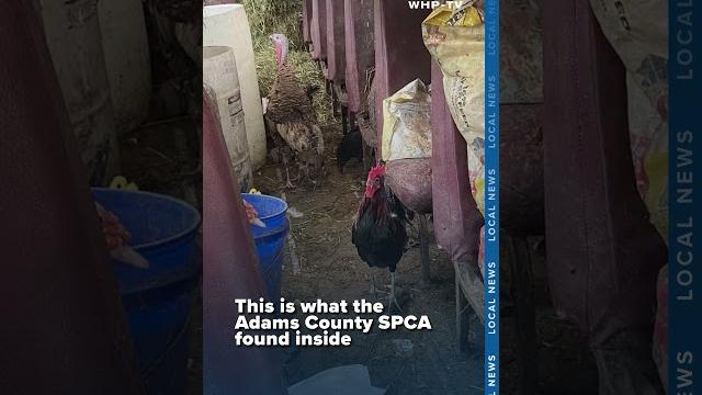 Alleged bestiality bus moves, spca reveals man videotaped sex with pony, 3 dogs and bird euthanized Alleged bestiality bus moves, spca reveals man videotaped sex with pony, 3 dogs and bird euthanized