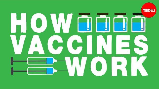 How do vaccines work? - kelwalin dhanasarnsombut How do vaccines work? - kelwalin dhanasarnsombut