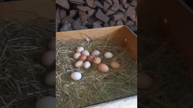 Сбор яиц за 2 дня Сбор яиц за 2 дня