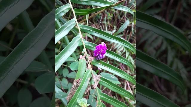Pueraria lobata #puerarialobata #kudzu #medicinalplants #biofuelsource #traditionalmedicine #flower Pueraria lobata #puerarialobata #kudzu #medicinalplants #biofuelsource #traditionalmedicine #flower