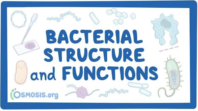 Bacterial structure and functions Bacterial structure and functions
