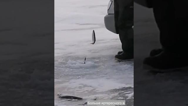 Рыбалка на байкале #байкал #омуль #хариус #рыбалканахариуса #fly #хариус #мушкинахариуса Рыбалка на байкале #байкал #омуль #хариус #рыбалканахариуса #fly #хариус #мушкинахариуса