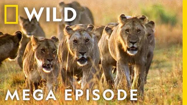World's deadliest mega episode | season 1 full episodes | nat geo wild World's deadliest mega episode | season 1 full episodes | nat geo wild