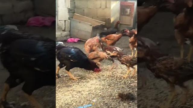 Aseel murg chawras nalya aseel madi mianwali pure madi amroha lassani aseel sadi mose wala song Aseel murg chawras nalya aseel madi mianwali pure madi amroha lassani aseel sadi mose wala song