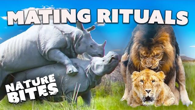 Love in the wild: animal mating rituals | nature bites Love in the wild: animal mating rituals | nature bites