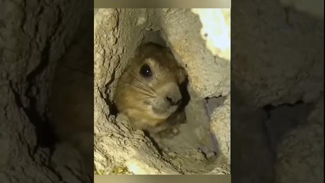 Squirrel shouting ‘amanda’!? #shorts #funnyanimals #wildlife #funnyshorts #trendingindia Squirrel shouting ‘amanda’!? #shorts #funnyanimals #wildlife #funnyshorts #trendingindia