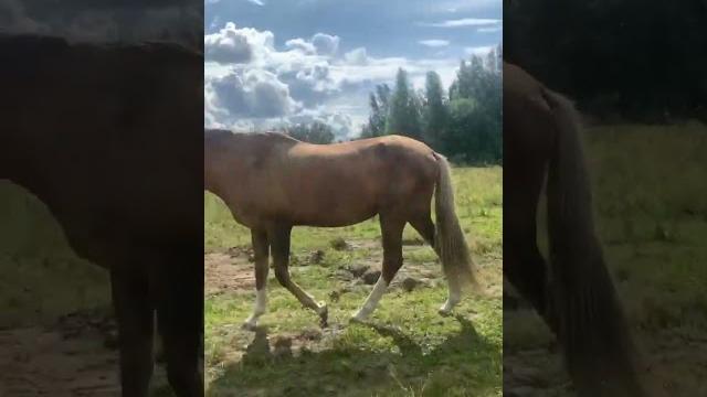 Табун лошадей Табун лошадей