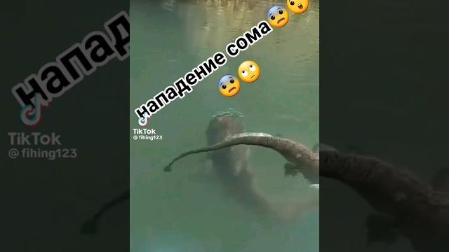 Атака сома#рыбалка #bigfish #fishing #щука #сом #атака #рек #shortsvideo #shorts #карась #short Атака сома#рыбалка #bigfish #fishing #щука #сом #атака #рек #shortsvideo #shorts #карась #short