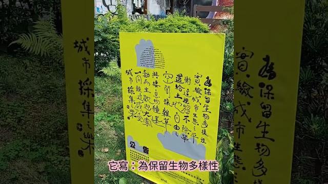 超高250cm芳香萬壽菊|雜草與眾生|生物多樣性 (畫面內含老鼠) 超高250cm芳香萬壽菊|雜草與眾生|生物多樣性 (畫面內含老鼠)