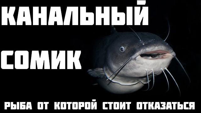 Канальный сомик в чем опасность? Канальный сомик в чем опасность?
