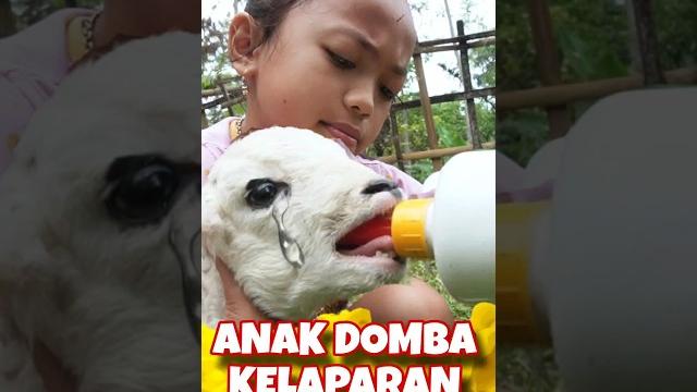 Kasih minum susu anak domba yang ditinggal ibunya Kasih minum susu anak domba yang ditinggal ibunya
