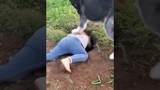 На это можно смотреть вечно!! смешные коты и собаки! #shorts На это можно смотреть вечно!! смешные коты и собаки! #shorts