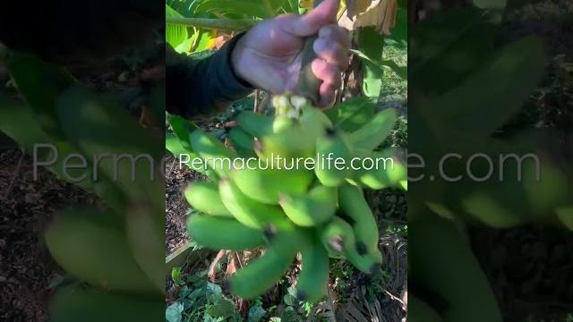 How to know when to harvest bananas How to know when to harvest bananas
