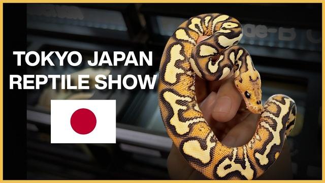 We went to the amazing tokyo japan reptile show! We went to the amazing tokyo japan reptile show!