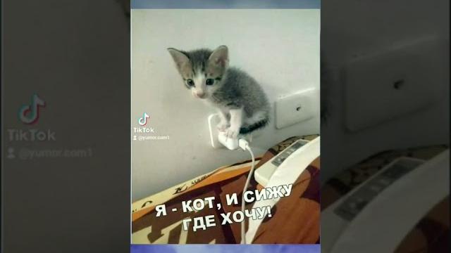 #стрим#юмлр#мем#пози#позитивно #стрим#юмлр#мем#пози#позитивно