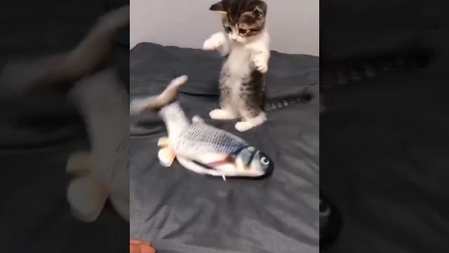 На это можно смотреть вечно!! смешные кошки и собаки! #shorts На это можно смотреть вечно!! смешные кошки и собаки! #shorts