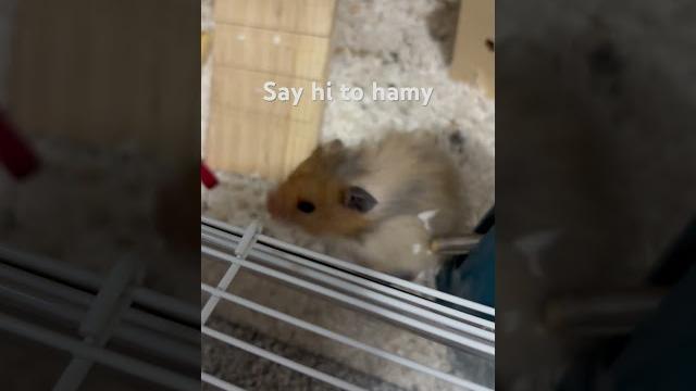 Say hi to hamy Say hi to hamy