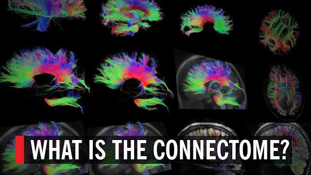What is the connectome? mapping neurons in the brain What is the connectome? mapping neurons in the brain