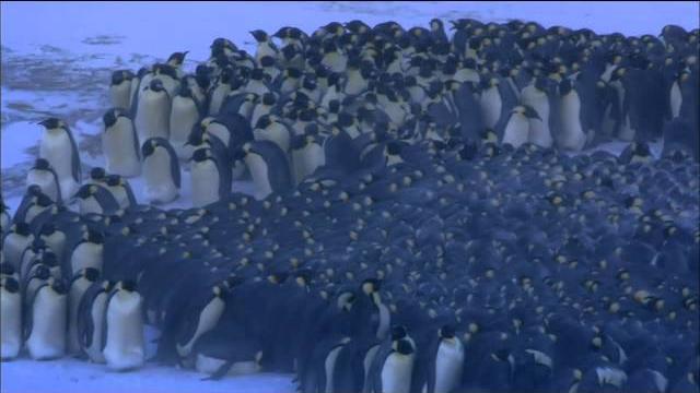 Emperor penguins huddle for warmth | nature on pbs Emperor penguins huddle for warmth | nature on pbs