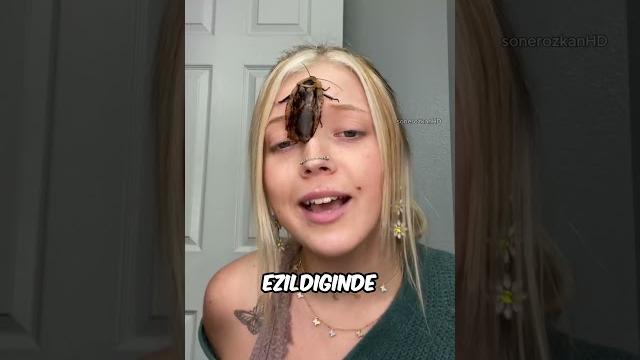 Sakin hamamböceği ezmeyi̇n! Sakin hamamböceği ezmeyi̇n!