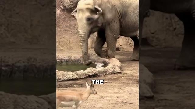 Elephant saves drowning gazelle Elephant saves drowning gazelle
