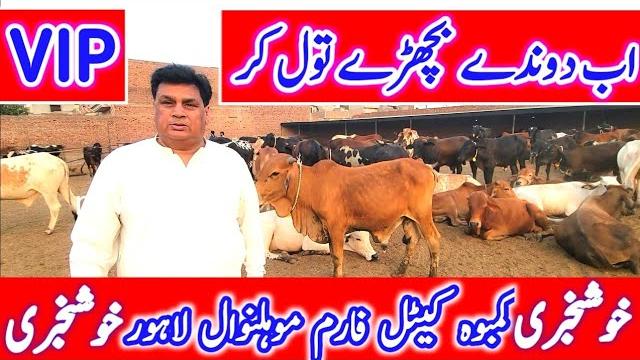 Good news!! kamboh cattle farm lahore | vip desi bachre | sahiwal cholistani bachre | qurbani 2025 Good news!! kamboh cattle farm lahore | vip desi bachre | sahiwal cholistani bachre | qurbani 2025