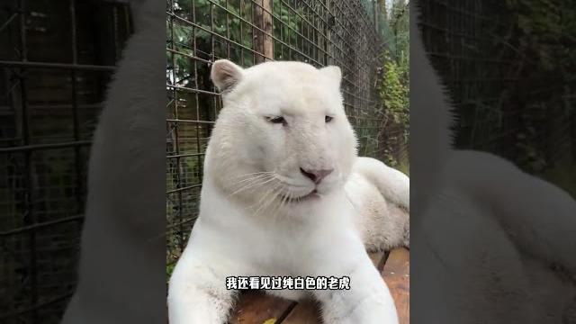 為什麼自然界中很少看到白虎? #動物科普 #動物世界 #內容啟發搜索 #白虎 為什麼自然界中很少看到白虎? #動物科普 #動物世界 #內容啟發搜索 #白虎
