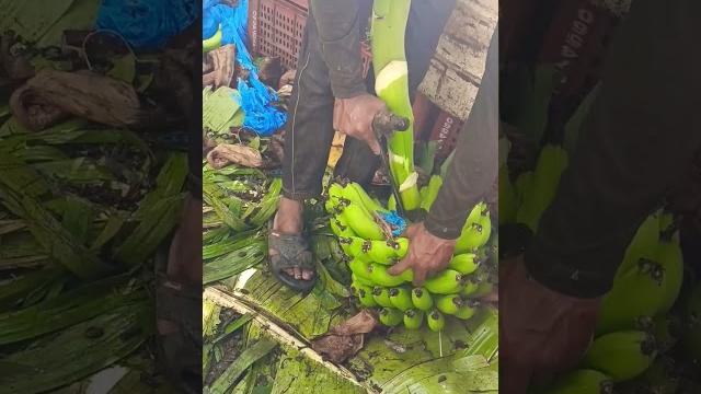 Export quality bananas cutting | premium quality bananas packing #indian_all_fruit_packing #banany Export quality bananas cutting | premium quality bananas packing #indian_all_fruit_packing #banany