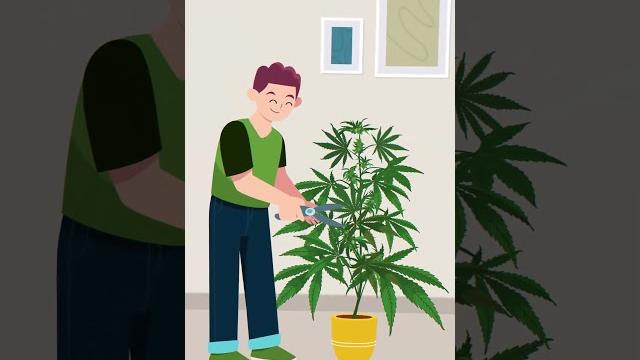 Pruning cannabis! Pruning cannabis!