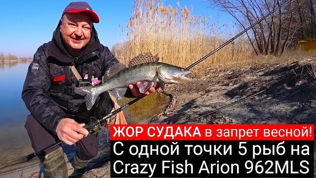 Жор судака в запрет весной! с одной точки 5 рыб на спиннинг. тест crazy fish arion 962 mls Жор судака в запрет весной! с одной точки 5 рыб на спиннинг. тест crazy fish arion 962 mls