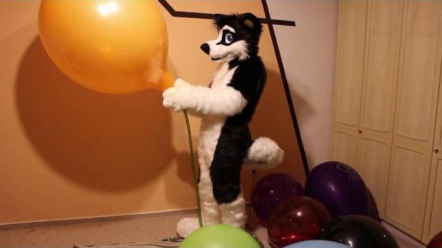 Fursuit balloon pop Fursuit balloon pop