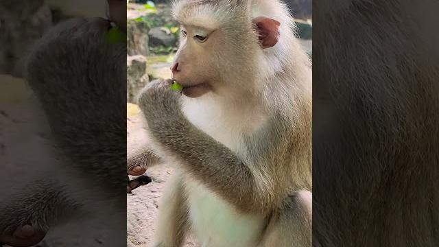 Fun clips with monkeys .av4 #babymonkey #wildlifecamp #indianmonkey #indonesianmonkey #short Fun clips with monkeys .av4 #babymonkey #wildlifecamp #indianmonkey #indonesianmonkey #short