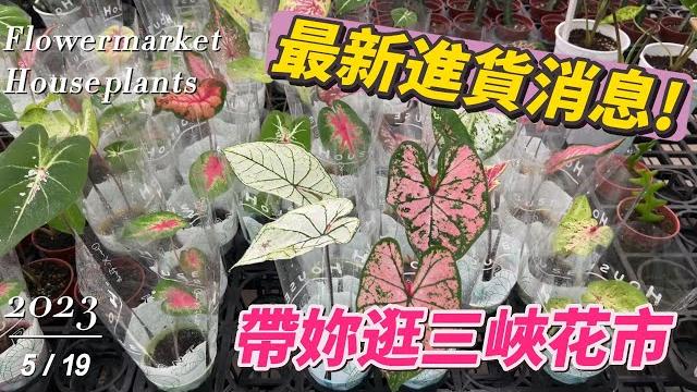 帶妳逛三峽花市~週末搶先看 2023.5.19 | 多肉植物 | 觀葉植物 | 彩葉芋 | 錦緞 | 圓葉花燭 | plants | 虎尾蘭 | 龜背芋 | taiwan flower market 帶妳逛三峽花市~週末搶先看 2023.5.19 | 多肉植物 | 觀葉植物 | 彩葉芋 | 錦緞 | 圓葉花燭 | plants | 虎尾蘭 | 龜背芋 | taiwan flower market