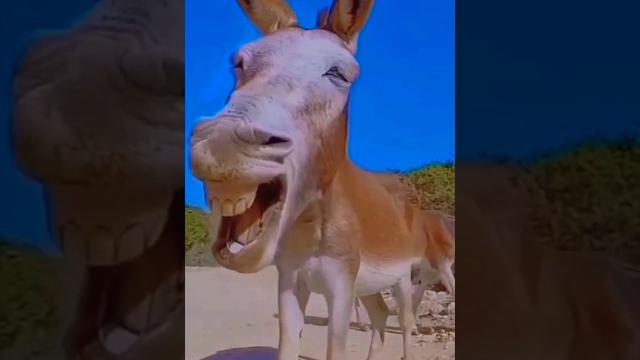 मेरा कॉपी क्यों करते हो || #youtubeshorts #ytshorts #new #viral #video #shorts #youtube mere jeshe मेरा कॉपी क्यों करते हो || #youtubeshorts #ytshorts #new #viral #video #shorts #youtube mere jeshe
