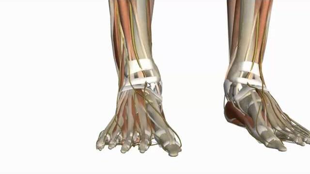 Muscles of the foot part 1 - 3d anatomy tutorial Muscles of the foot part 1 - 3d anatomy tutorial